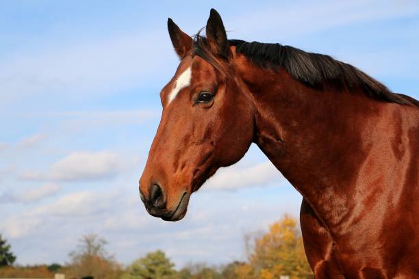 un bellissimo ritratto testa da un quarto di cavallo marrone sul paddock - head quarters foto e immagini stock