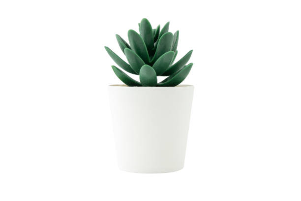 istock Artificial plant in white pot isolated on white background. 1305805999