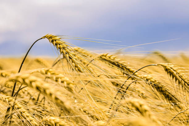 istock Yellow wheat field and clouds in the sky 1305807103
