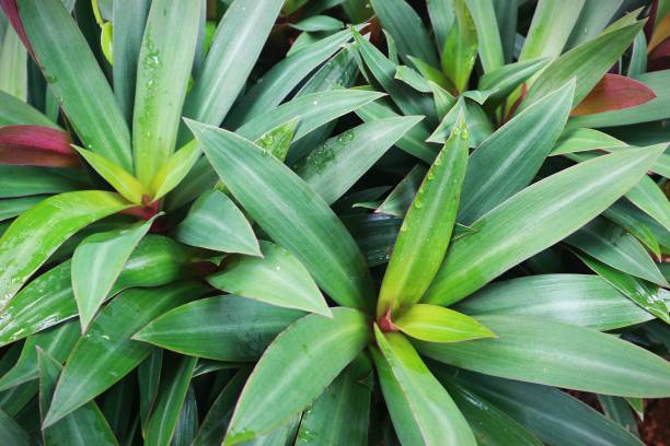 istock Oyster plants for background or wallpaper 1305809655