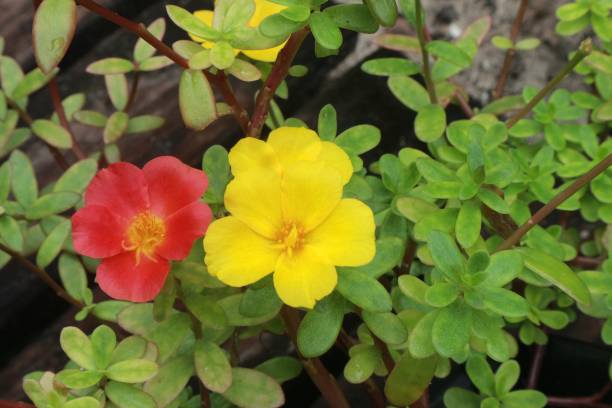 istock Portulaca flowers for the background 1305809760