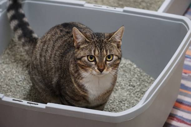 a small beautiful cat is sitting in the litter box stock photo
