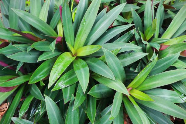 istock Oyster plants for background or wallpaper 1305810688
