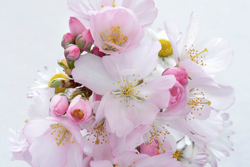 Close-up of pink and white Japanese cherry blossoms