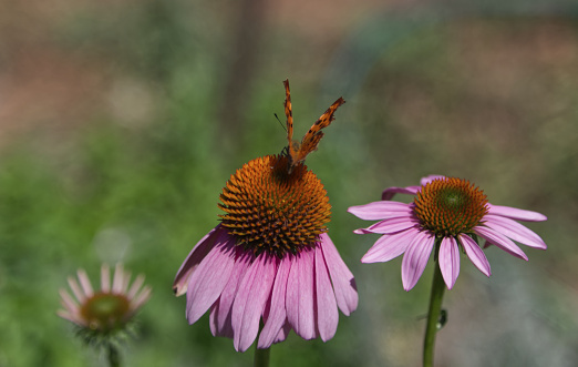 Pink flower close-up