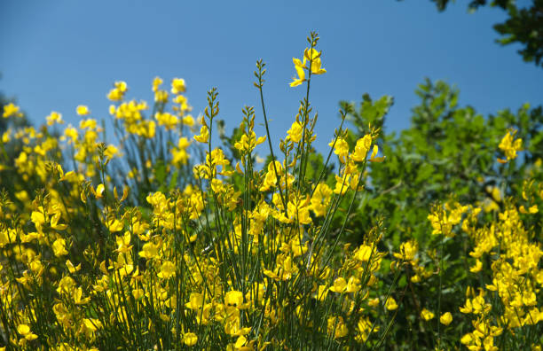 Yellow broom stock photo