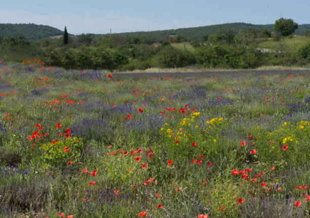 Poppies, lavender and yellow weeds