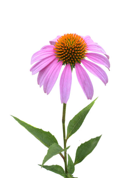 istock Echinacea purpurea blooming. coneflowers flower 1305814776