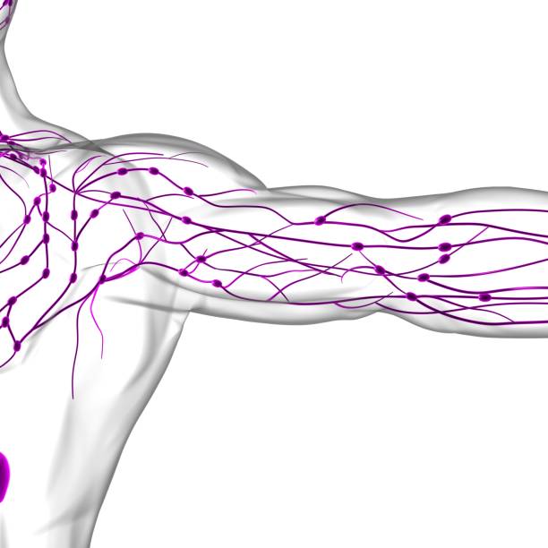 istock Human Lymph Nodes Anatomy For Medical Concept 3D Rendering 1305814976