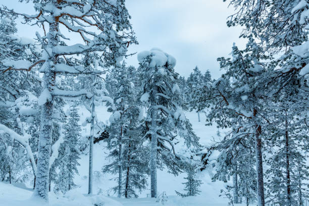 istock Winter wonderland in lapland  at sunset 1305815209