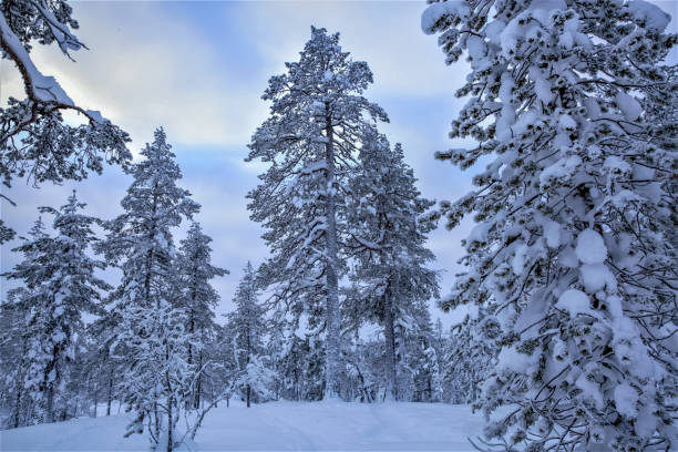 istock Beautiful winter scene, trees covered with snow. Winter landscape 1305815947