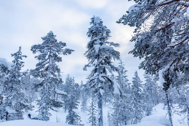 istock Winter landscape from Lapland, Finland 1305816172