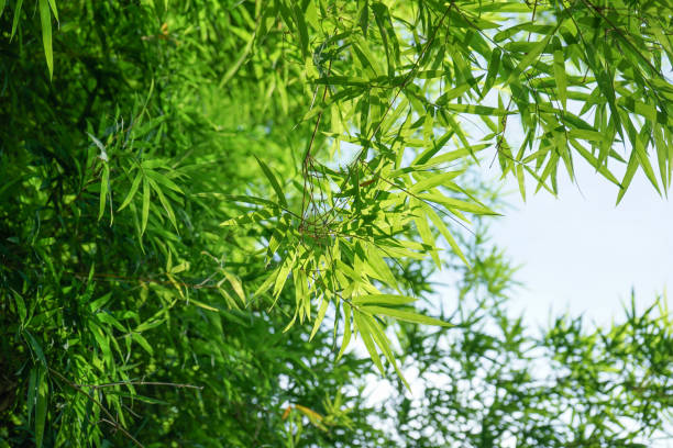 istock Bamboo leaves with sunlight and sky  background 1305816246