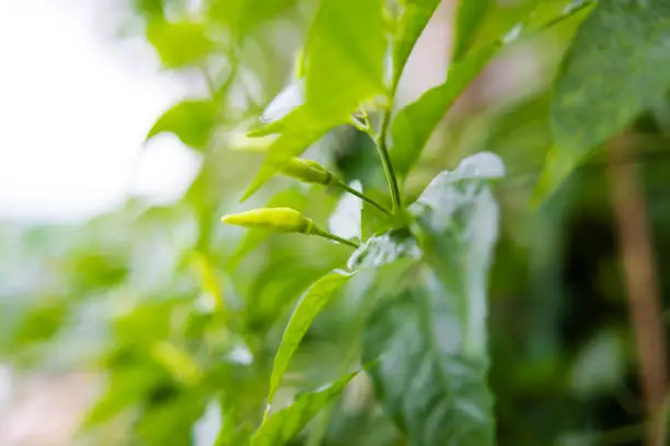 Close up view of a green chilli plant in a garden. Fresh green chillis (Pepper) background.
