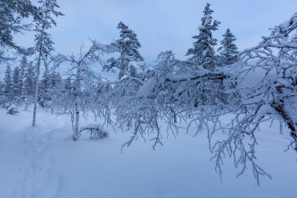 istock Beautiful winter scene, trees covered with snow. Winter landscape 1305816448