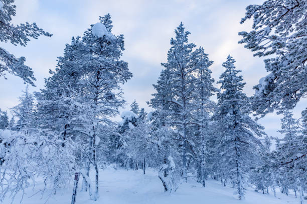 istock Beautiful winter scene, trees covered with snow. Winter landscape 1305816481