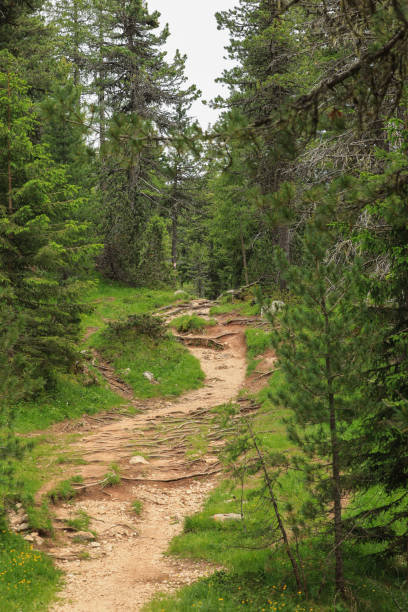 istock A beautiful mountain trail, Alta Badia, Dolomites, Italy 1305817325