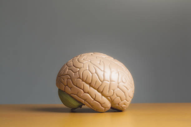 istock Medical model of a human brain resting on a desk, with copy space on plain background 1305817512