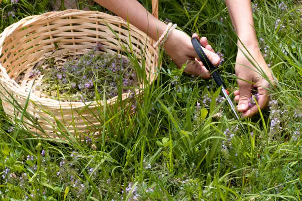 Photo of Young woman collects medicinal herb thyme in green meadow. Girl hands cut wild medicinal plant Thymus vulgaris. Fresh green herbs harvest. Simple rural life in the middle of nature