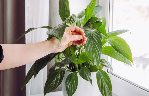 istock Using slow-release houseplant fertilizer stick spike at spring. Spathiphyllum are commonly known as spath or peace lilies. Hand holding fertilizer stick. 1305817631