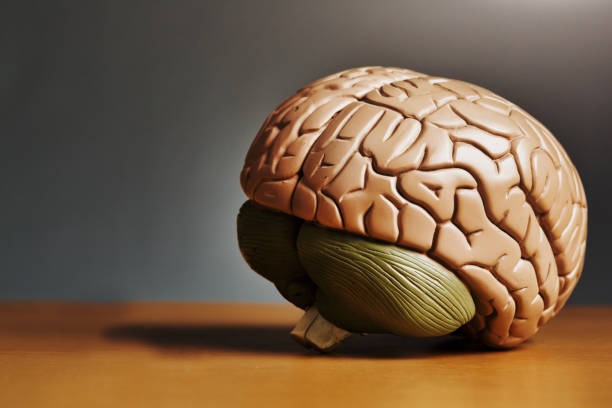 istock Medical model of a human brain resting on a desk, with copy space on plain background 1305817680