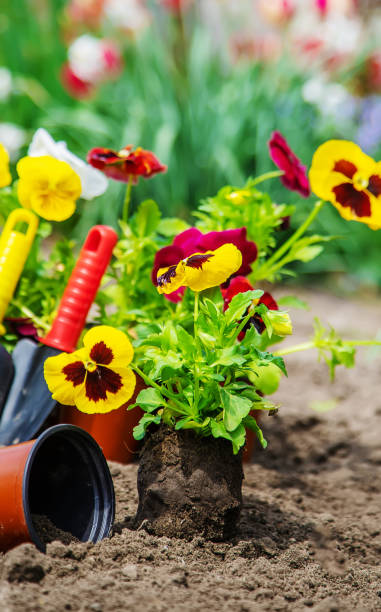 istock Planting flowers in the garden. Selective focus. 1305817848
