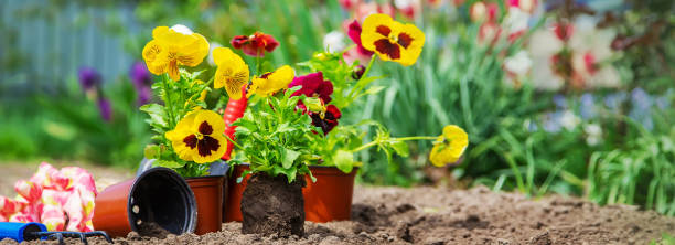 istock Planting flowers in the garden. Selective focus. 1305817862