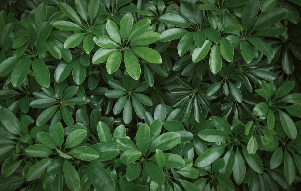 istock Natural background of green leaves 1305817889
