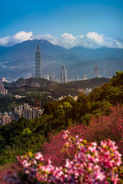 istock Cherry blossom with Taipei cityscape in spring, Taiwan 1305818704