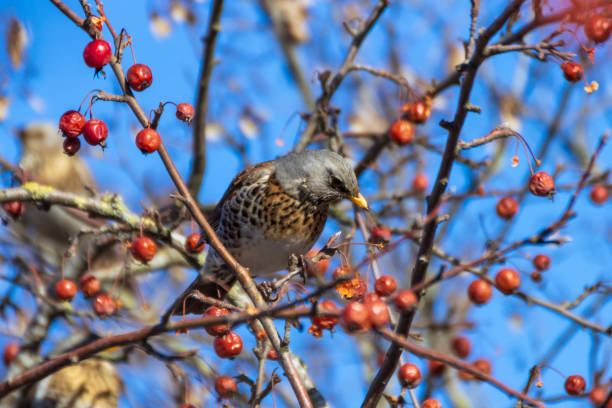 istock The mountain ash thrush (Turdus pilaris, fieldfare) sits on a rowan branch 1305819031