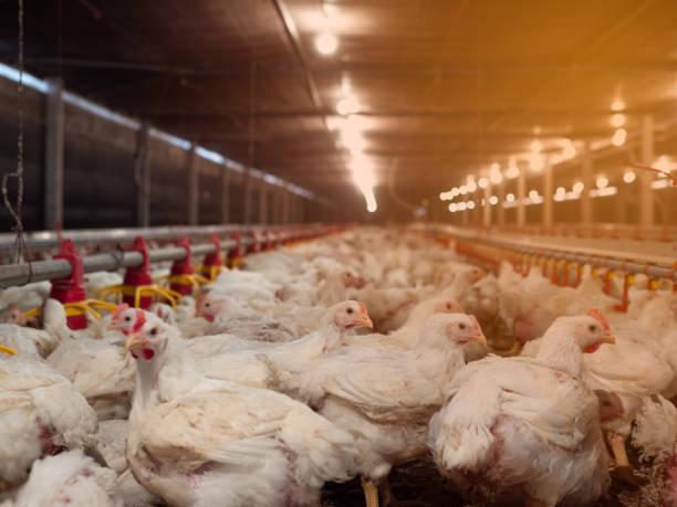 istock The white chicken in the farming 1305821604