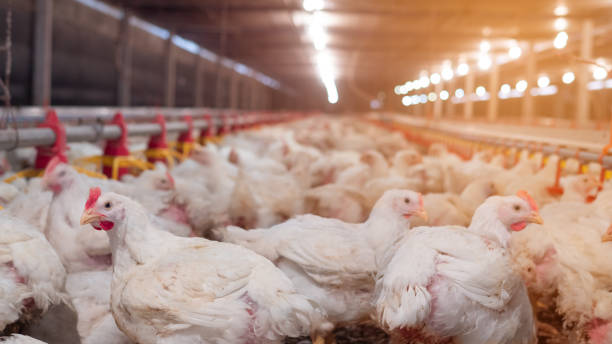 istock The white chicken in the farming 1305821618
