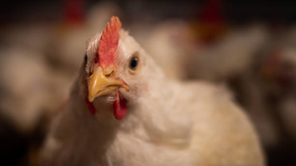 istock Head of white chicken 1305821633