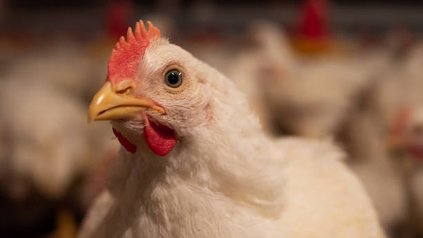 istock Head of white chicken 1305821644