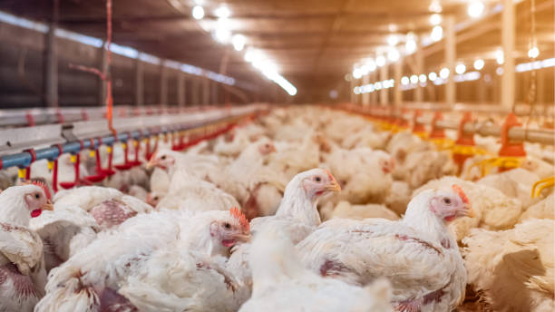istock The white chicken in the farming 1305821656