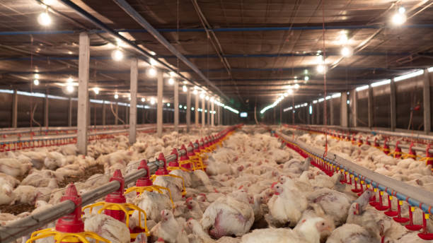 istock The white chicken in the farming 1305821657