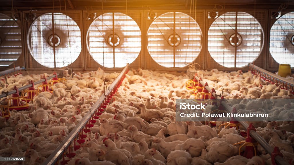 The white chicken in the farming White chickens in smart farming business by auto feeding and air flow with yellow light Agriculture Stock Photo