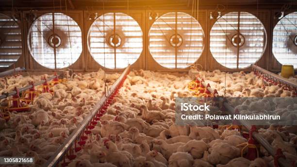 The White Chicken In The Farming Stock Photo - Download Image Now - Agriculture, Poultry, Chicken - Bird