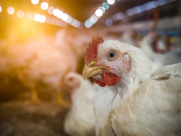istock White chicken in smart farming 1305821659