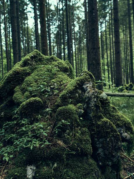 istock Finnish forest in its natural condition 1305821748
