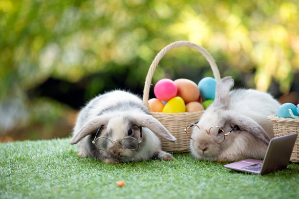 Two black and white young adorable bunny with glasses sitting on grass field with easter egg in basket and laptop together