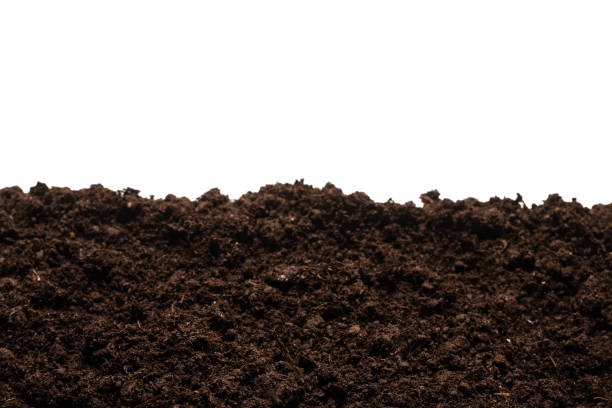 istock Black land for plant. 1305823172