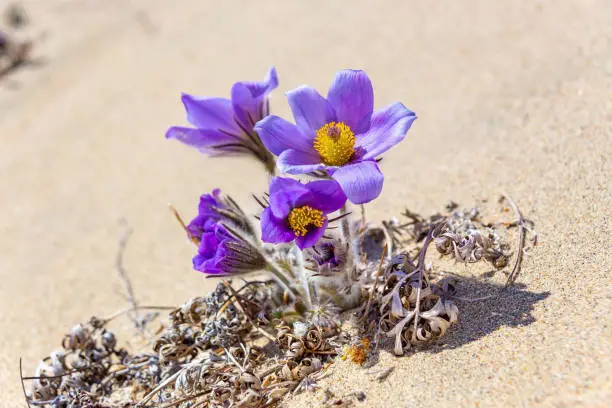 the first spring Pulsatilla-pasqueflower blooms in the sands of the Charskaya desert in Transbaikalia