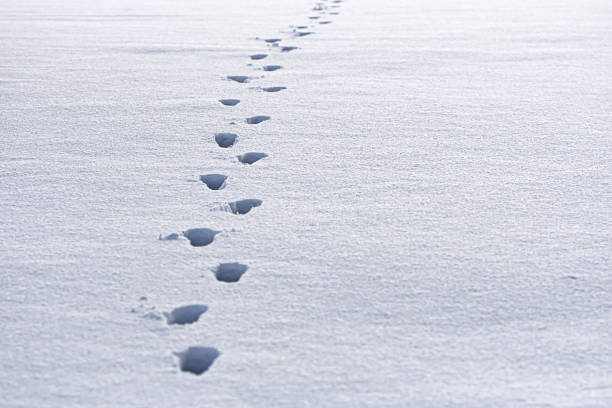 istock closeup of human footprints in fresh white snow 1305823303