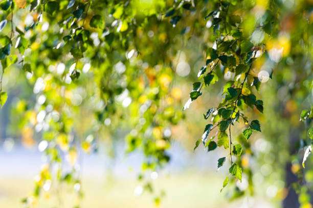 istock branches of birch tree with green and yellow leaves 1305824195