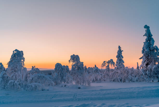 istock Sunset over frozen trees on a mountain in  Lapland 1305824353