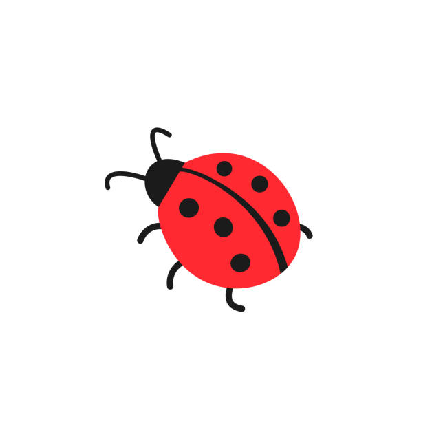 Cute ladybug simple flat design Cute ladybug or ladybird simple flat design red and black. Vector illustration isolated on white background ladybug stock illustrations