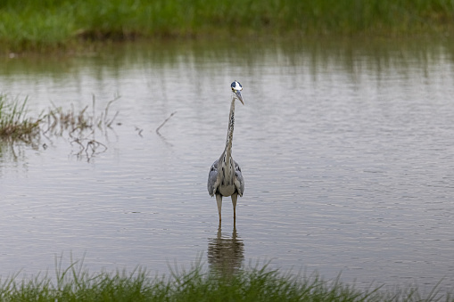 Grey Heron (Ardea cinerea) standing in water at wetland