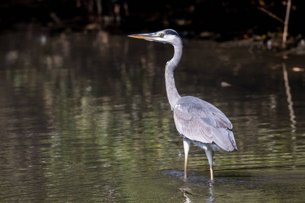 istock Grey Heron (Ardea cinerea) standing in water at wetland 1305826138