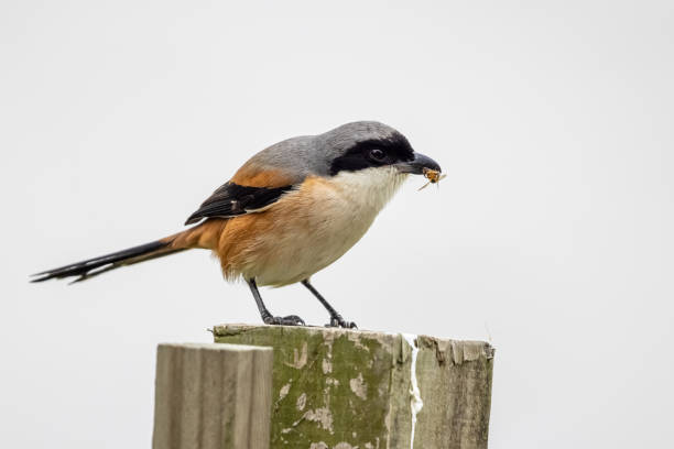 Rufous-backed shrike perching on wood at wetland Rufous-backed shrike perching on wood at wetland lanius schach stock pictures, royalty-free photos & images